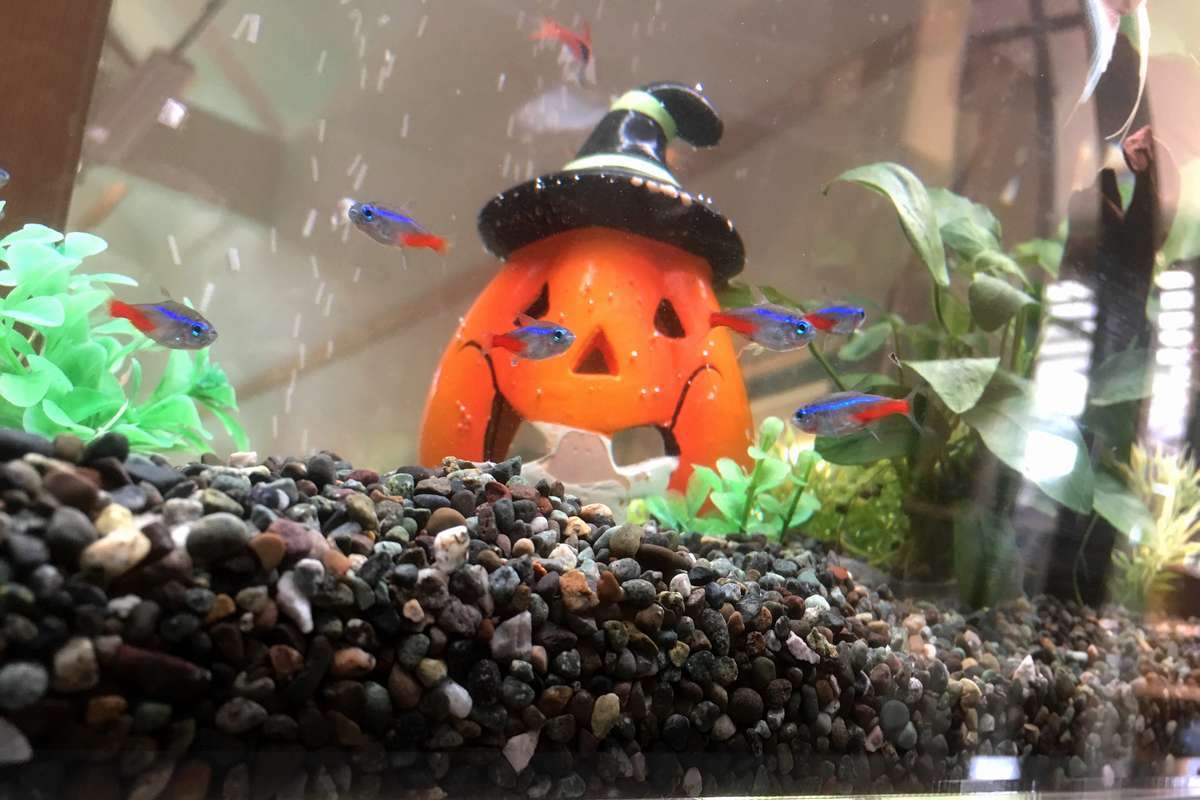 ハロウィン　水槽内