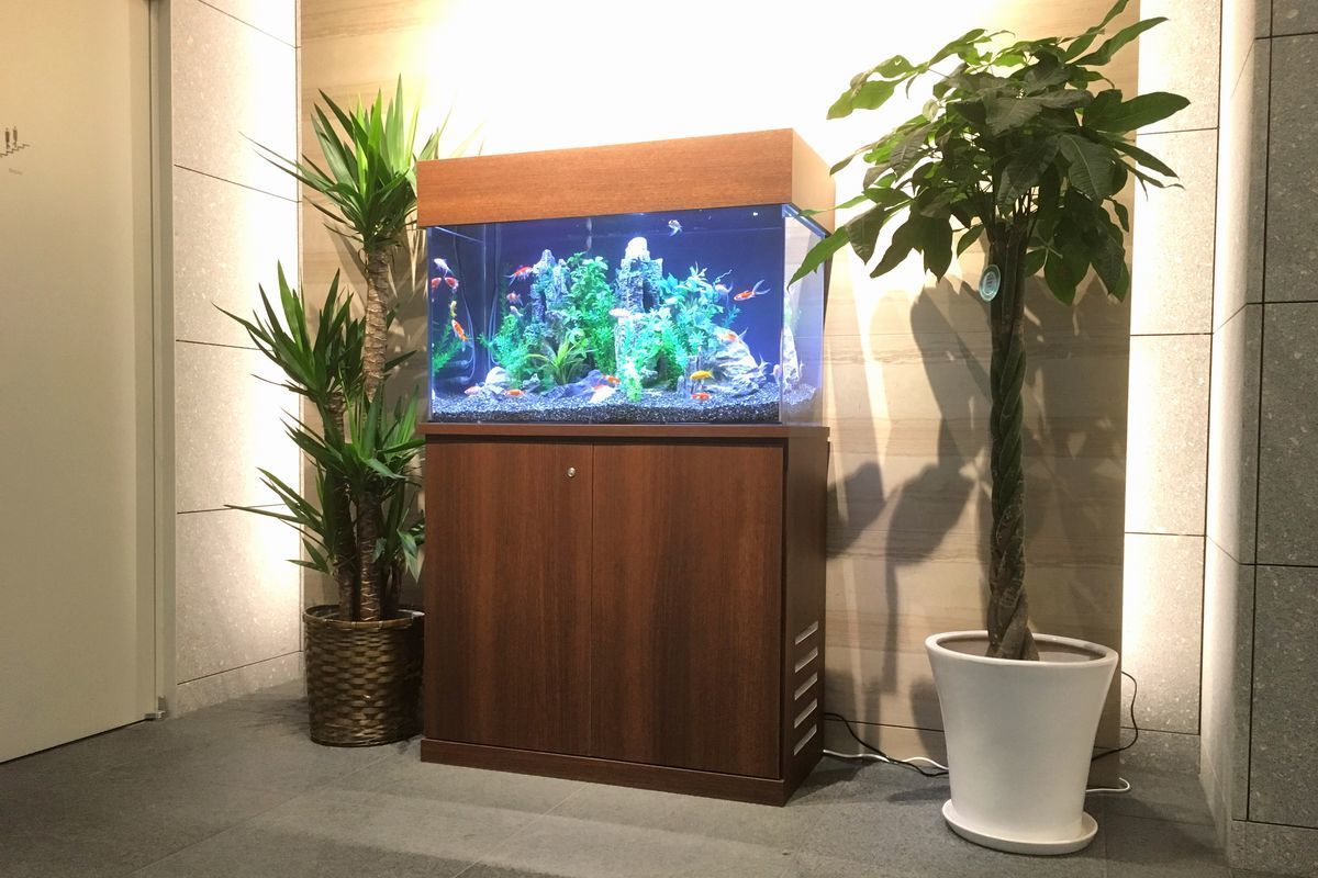 日本橋　金魚水槽