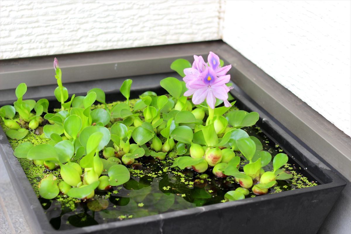 ホテイアオイ　開花