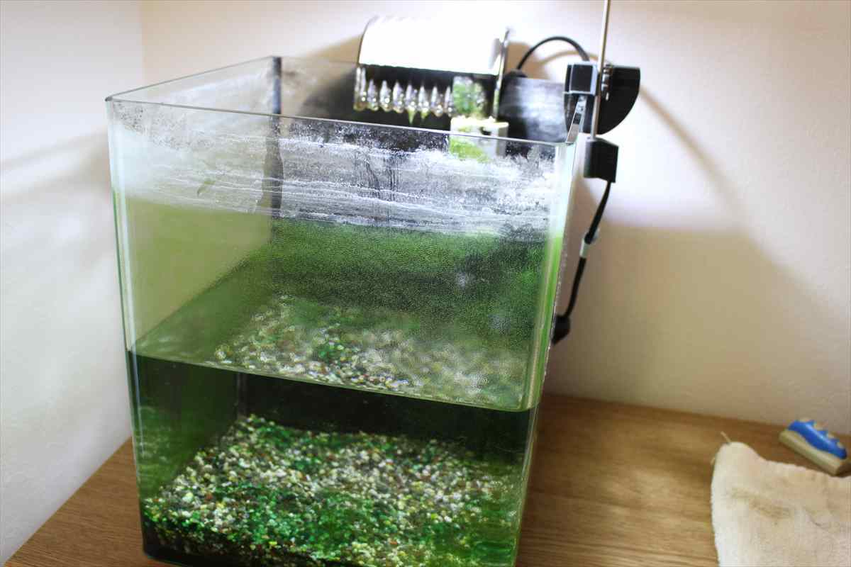ミニ水槽　スポット掃除