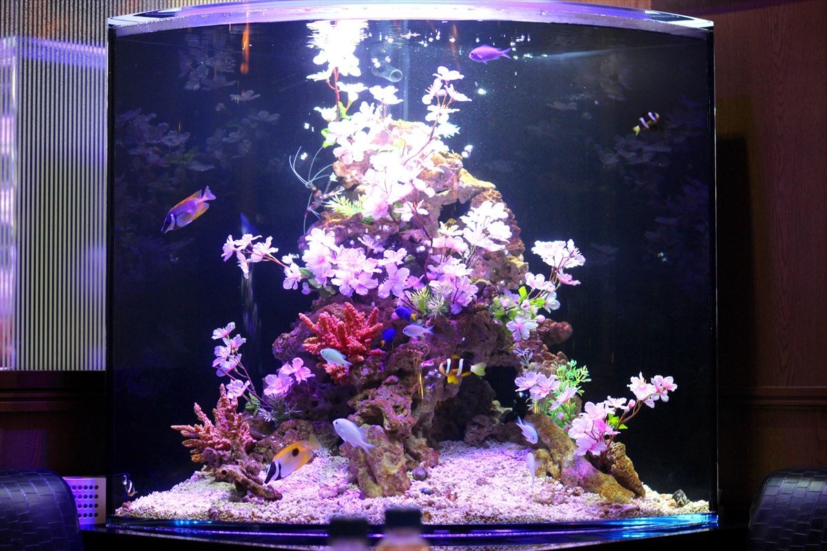 海水魚水槽　アート