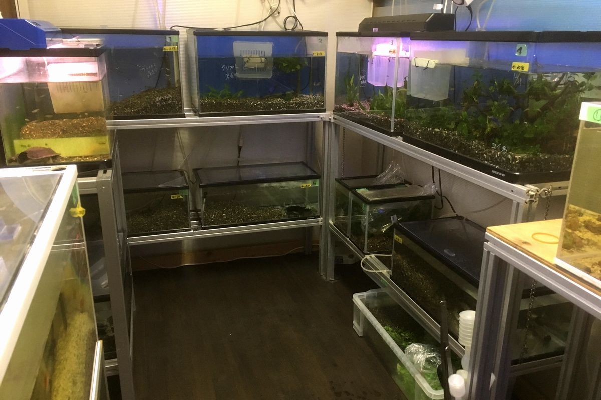 水槽管理部屋