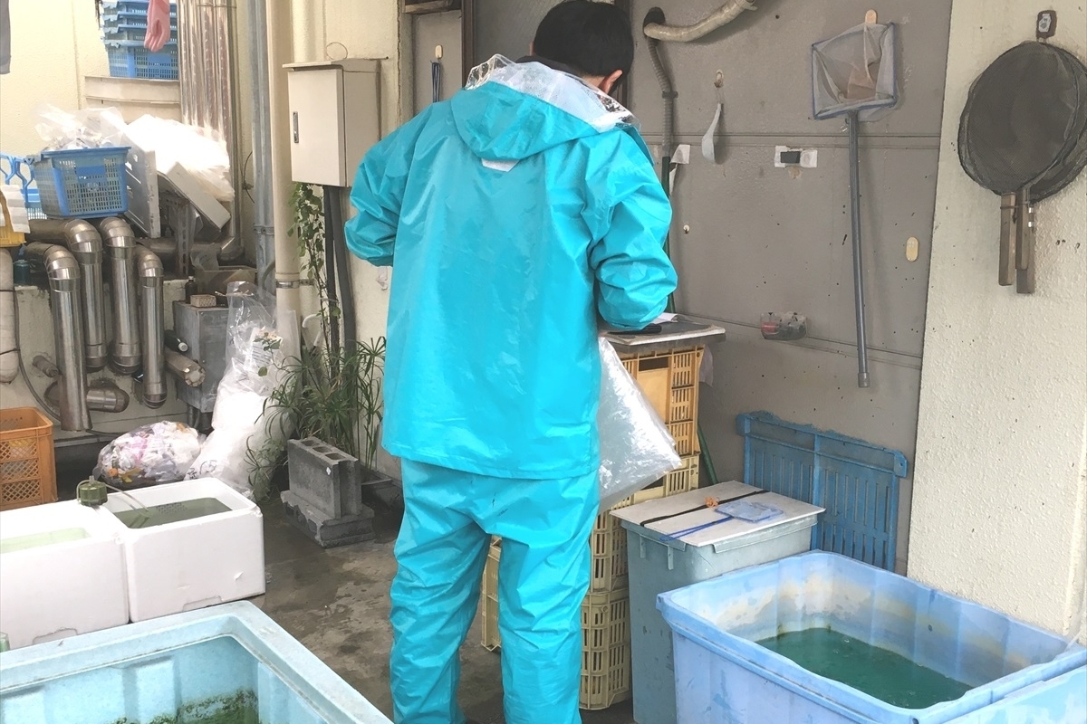 金魚の吉田　働き者