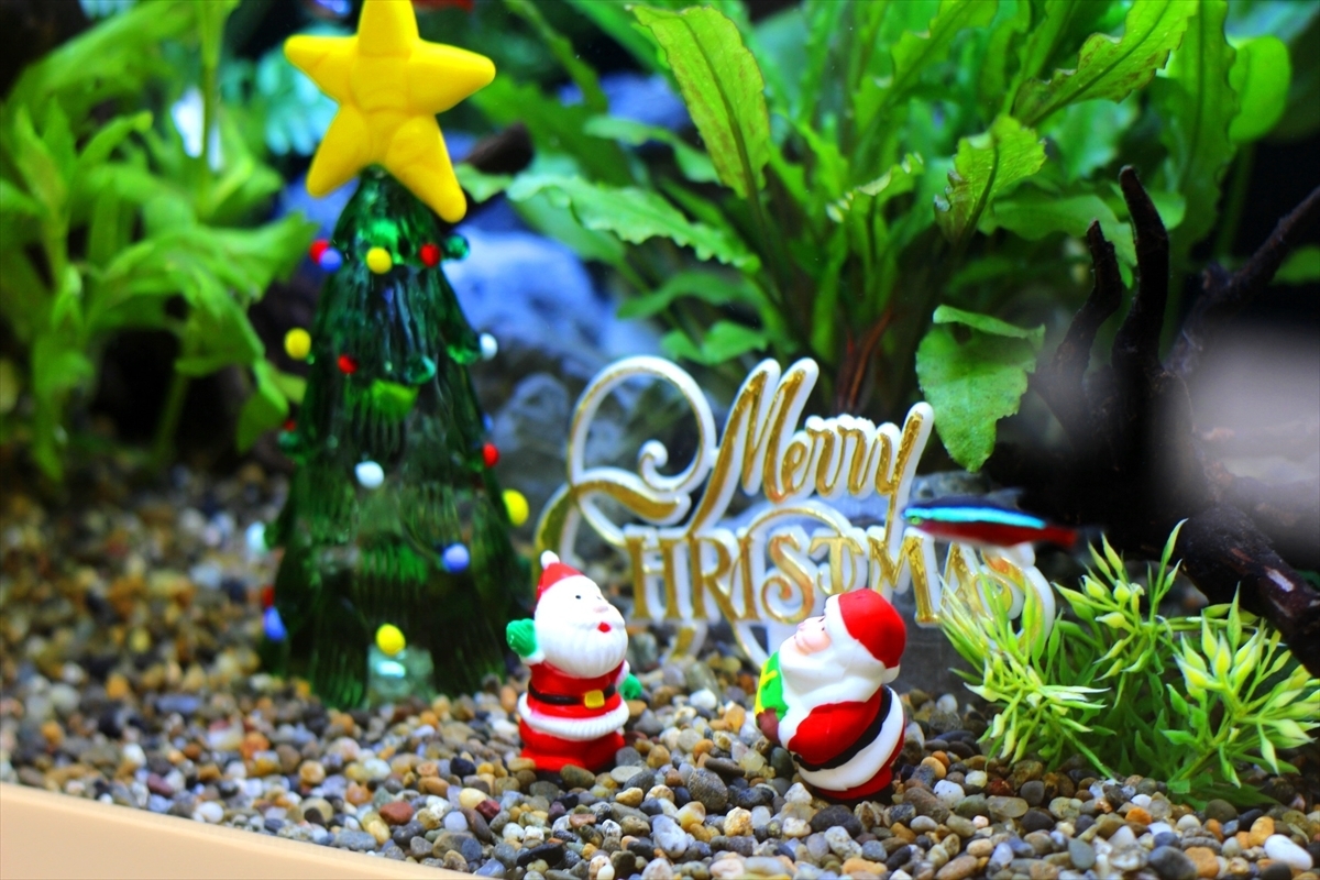 X'mas水槽