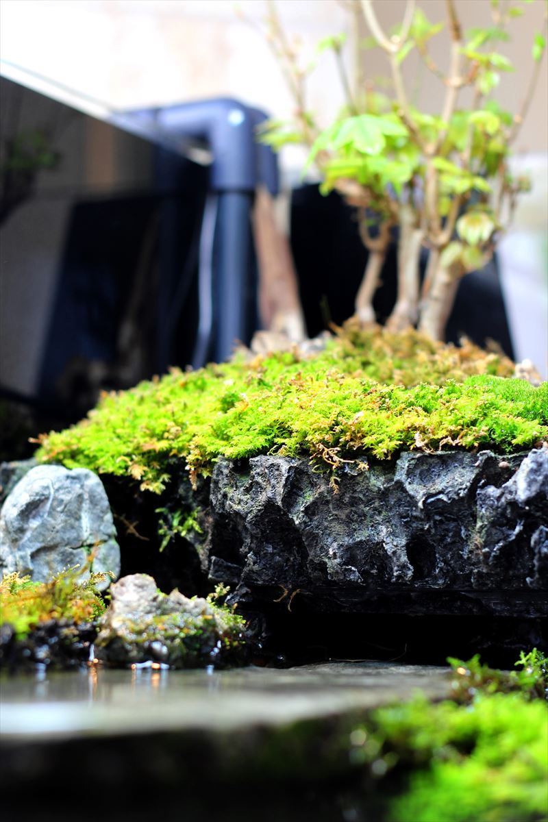 カエデ植栽　テラリウム
