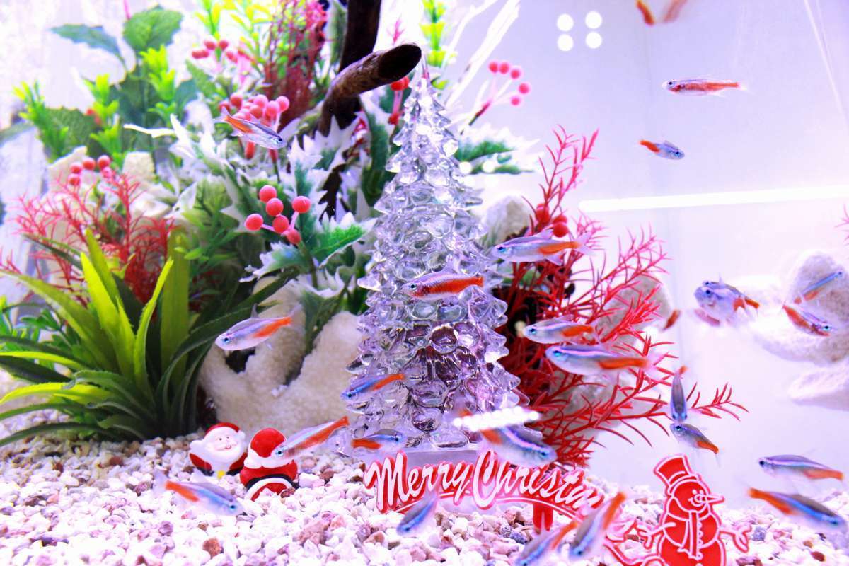 クリスマス水槽