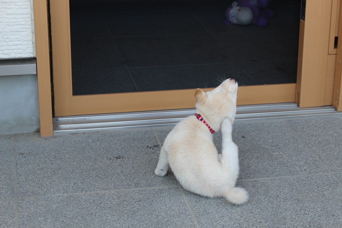 子犬　白柴