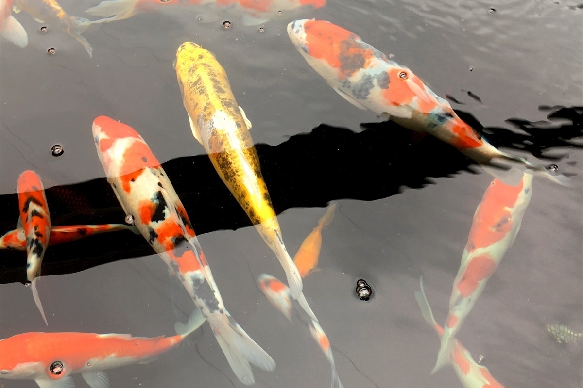 金魚の吉田　コイ水槽