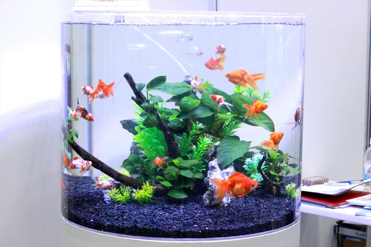 円柱　金魚水槽
