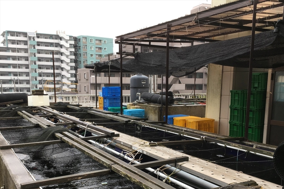 金魚の吉田　屋上