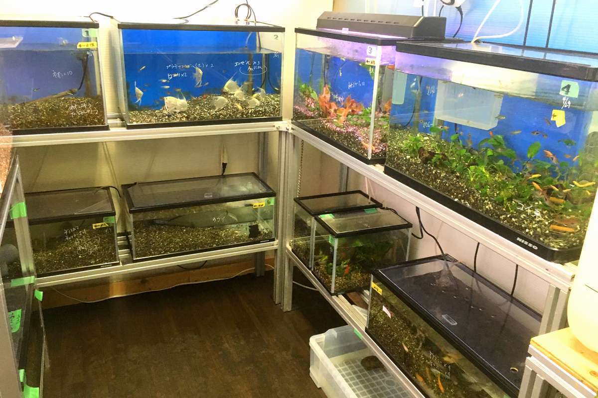 水槽レンタル業者　魚ストック