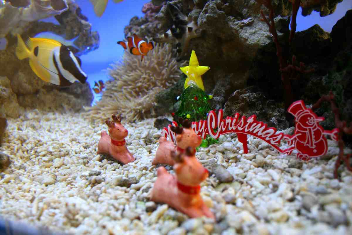 水槽　クリスマス飾り