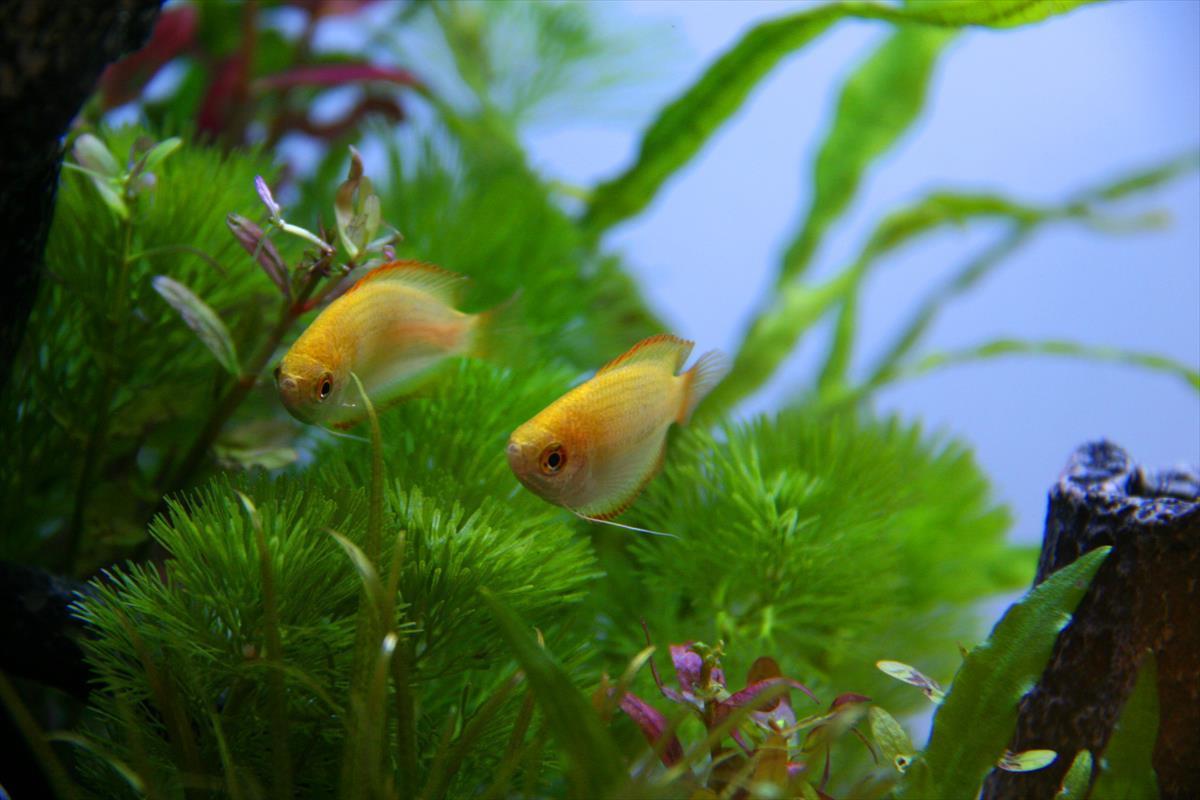 熱帯魚水槽　効果