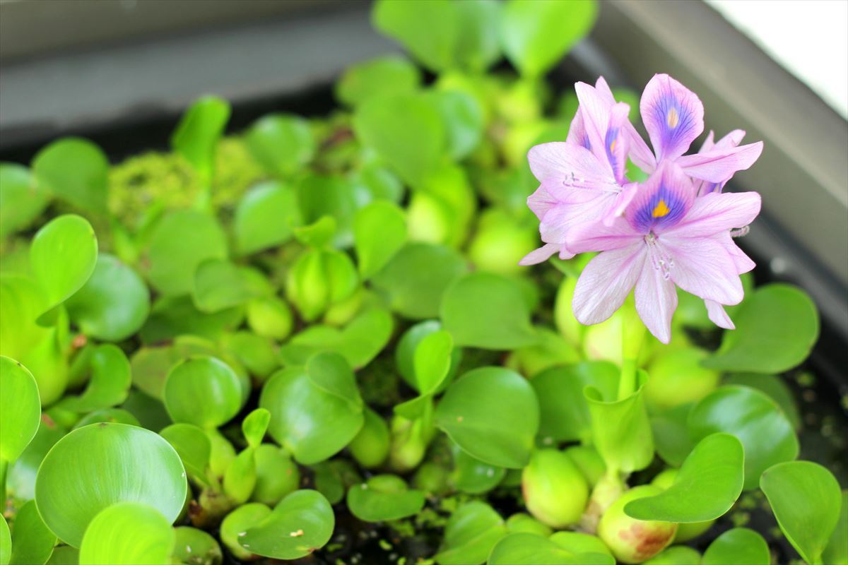 ホテイアオイ　花