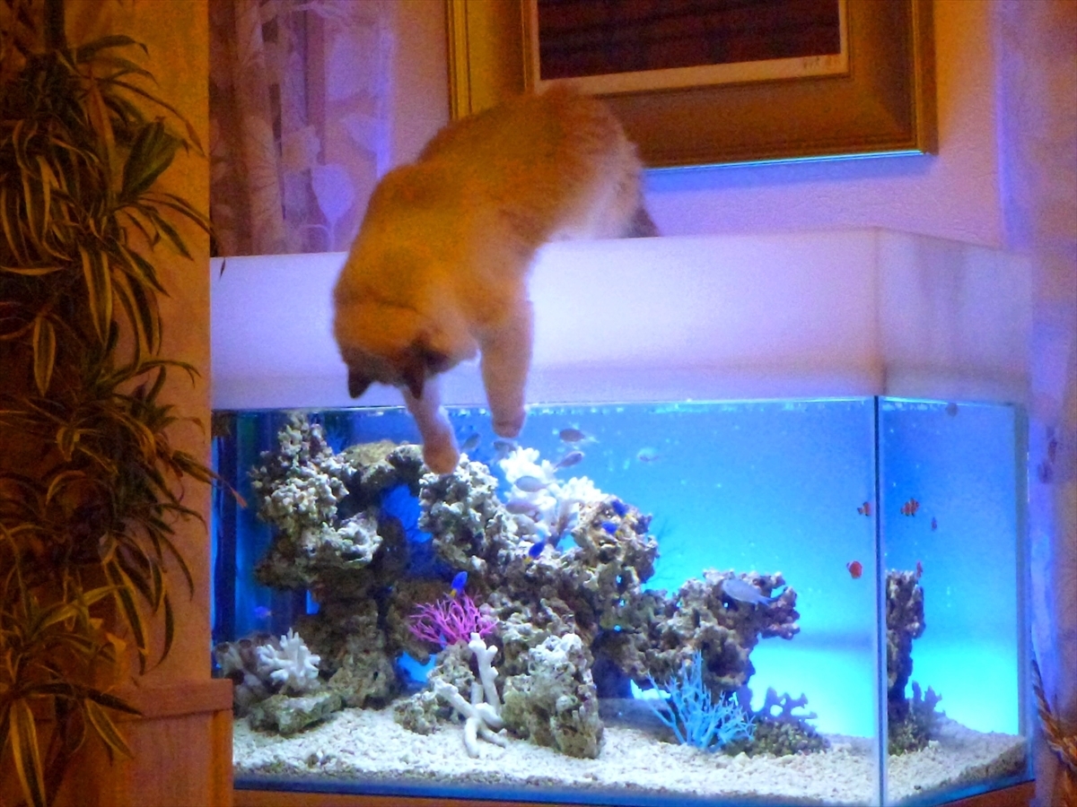 水槽　猫