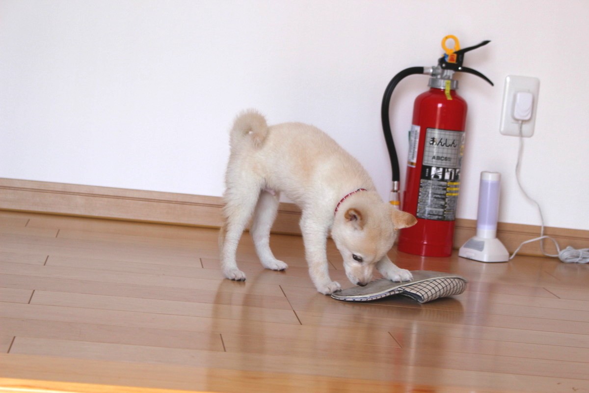 白柴犬