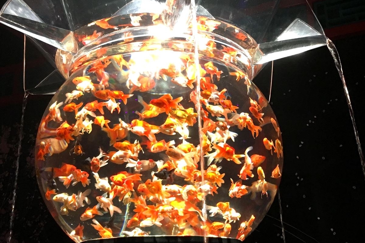 巨大金魚鉢