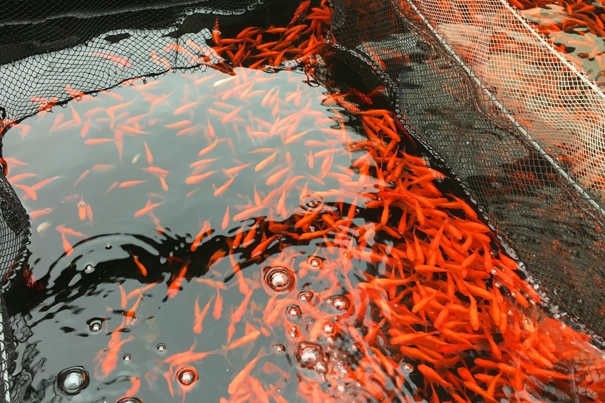 金魚問屋　吉田