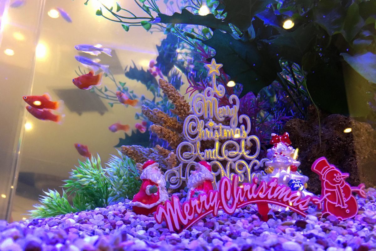 水槽　クリスマス飾り