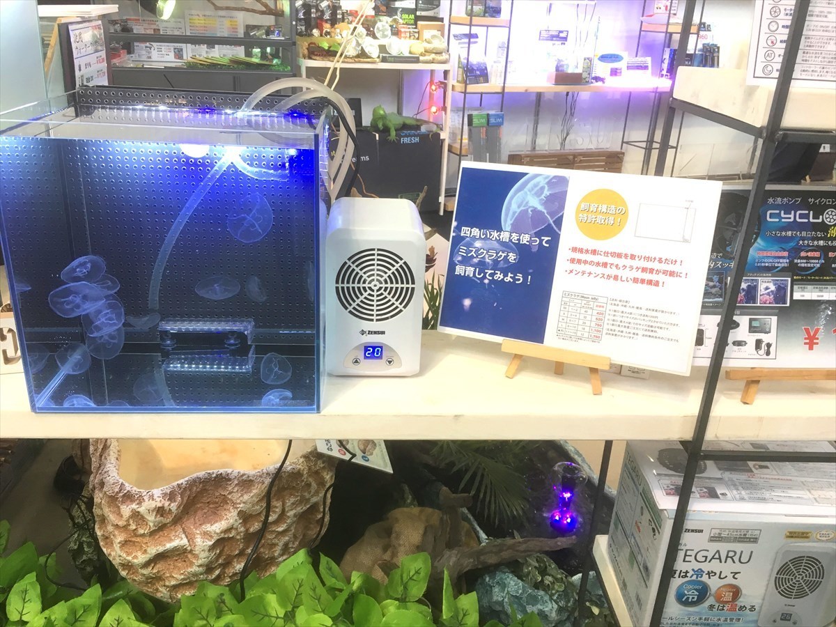 ミニクラゲ水槽