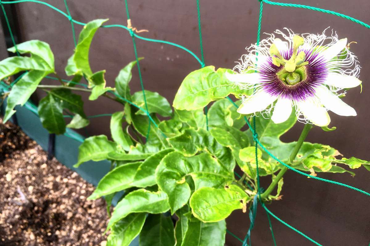 パッションフルーツの花