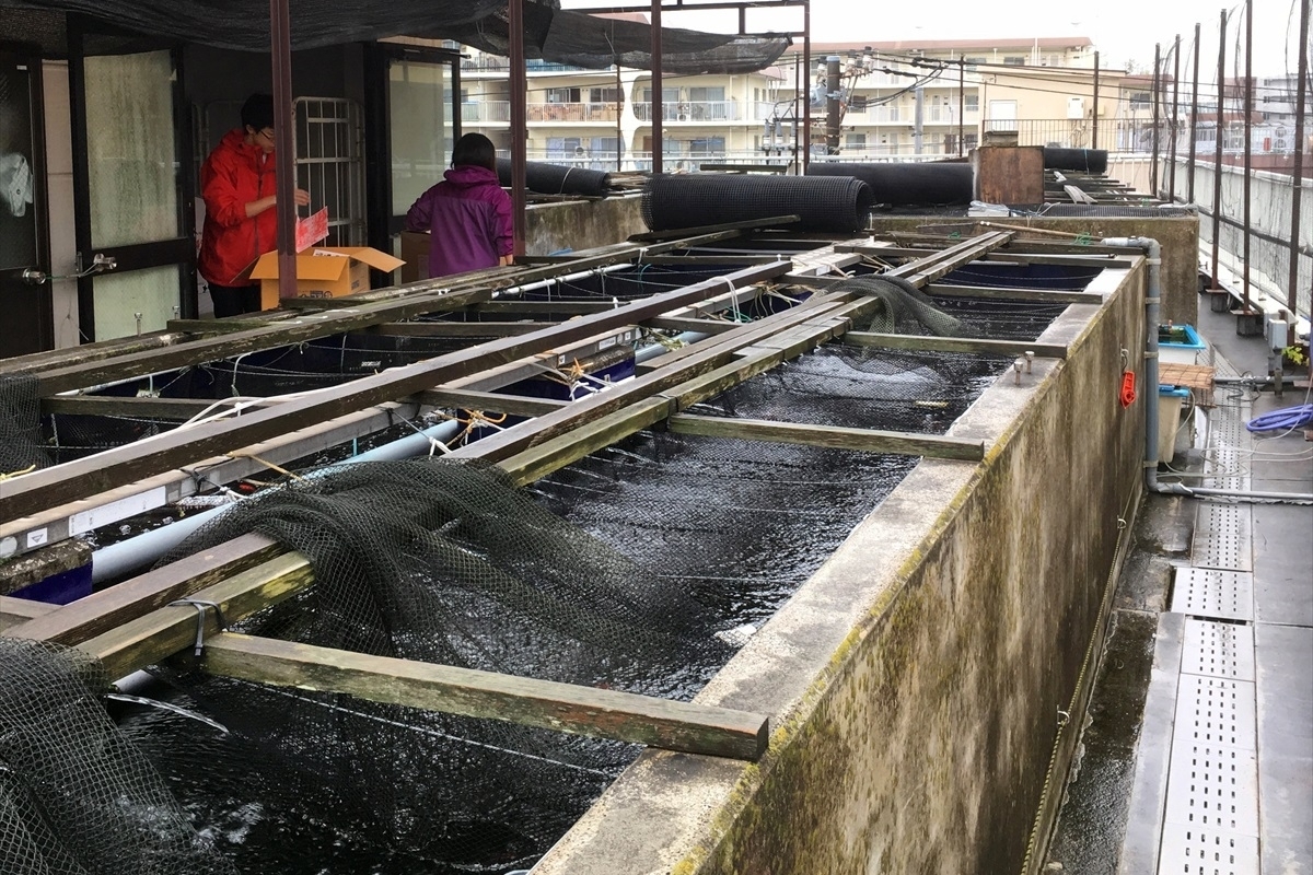 金魚の吉田　管理養魚場