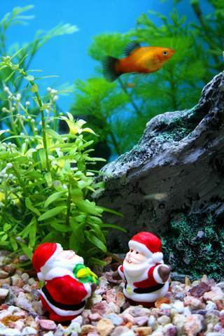 クリスマス飾り　水槽