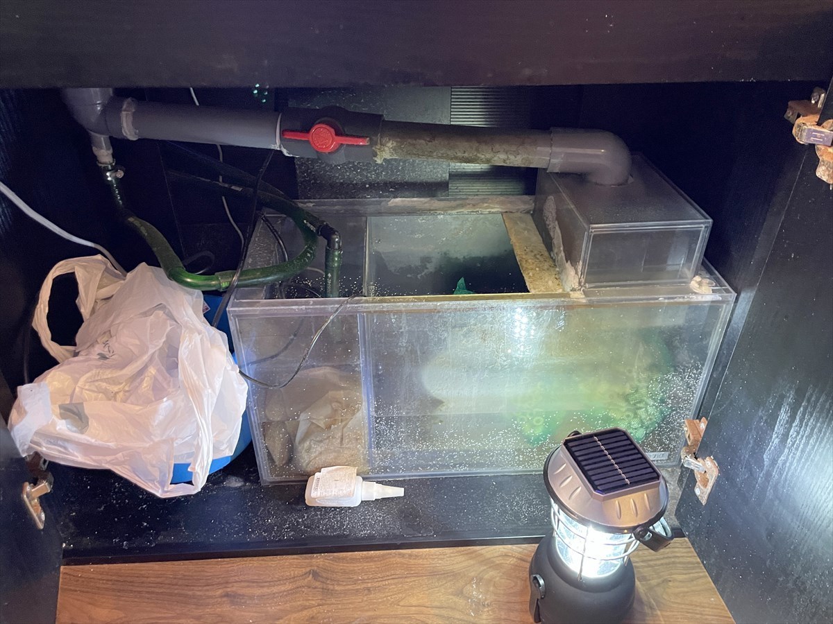 海水魚水槽　濾過槽掃除