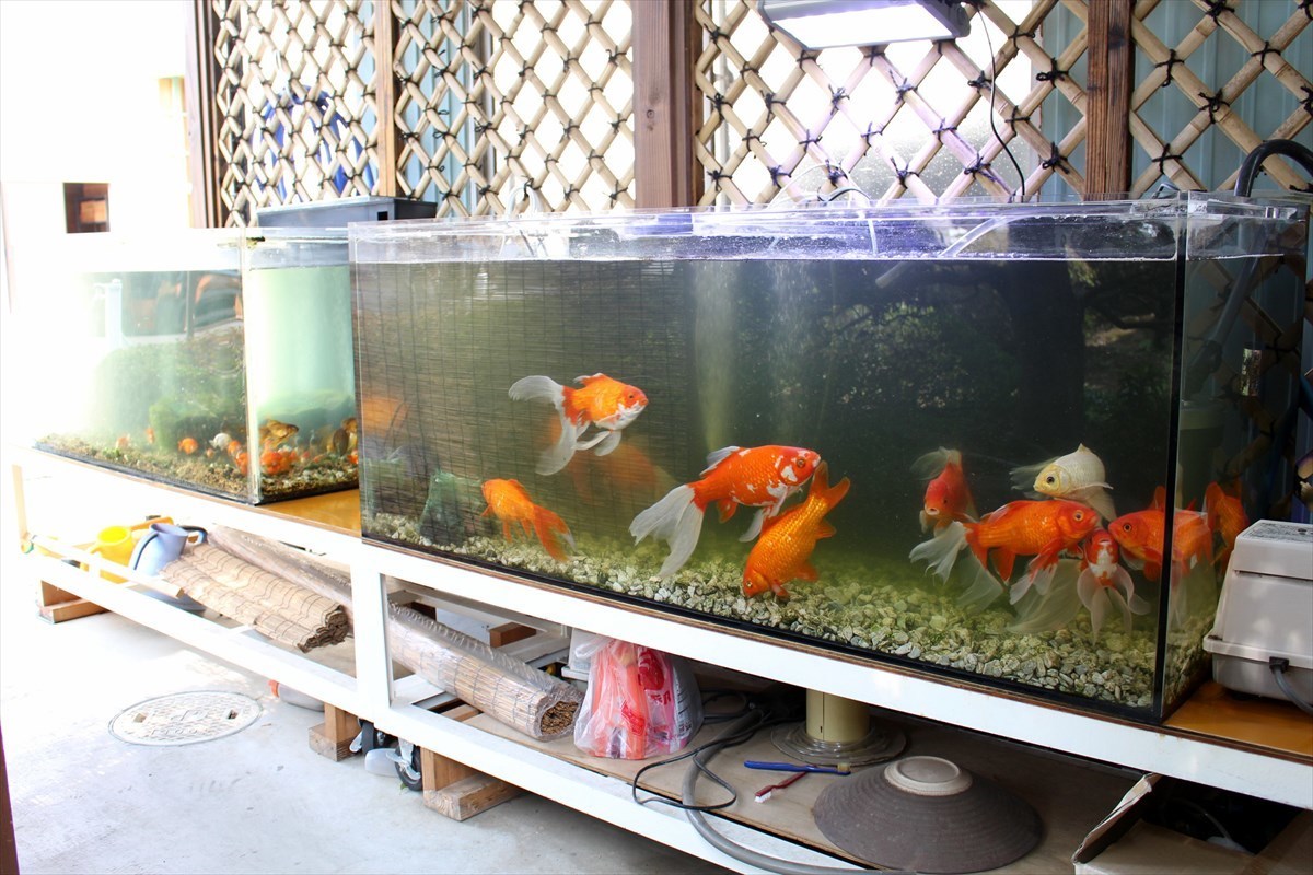 埼玉県深谷市の金魚水槽2本をスポット掃除｜アクア総合企画MUKASA