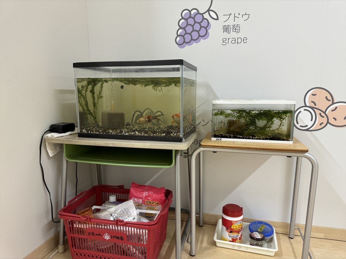 金魚水槽　幼稚園