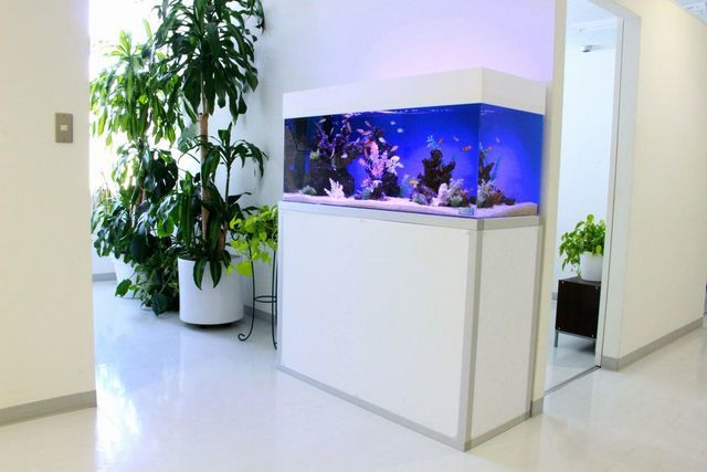 120センチ水槽　熱帯魚