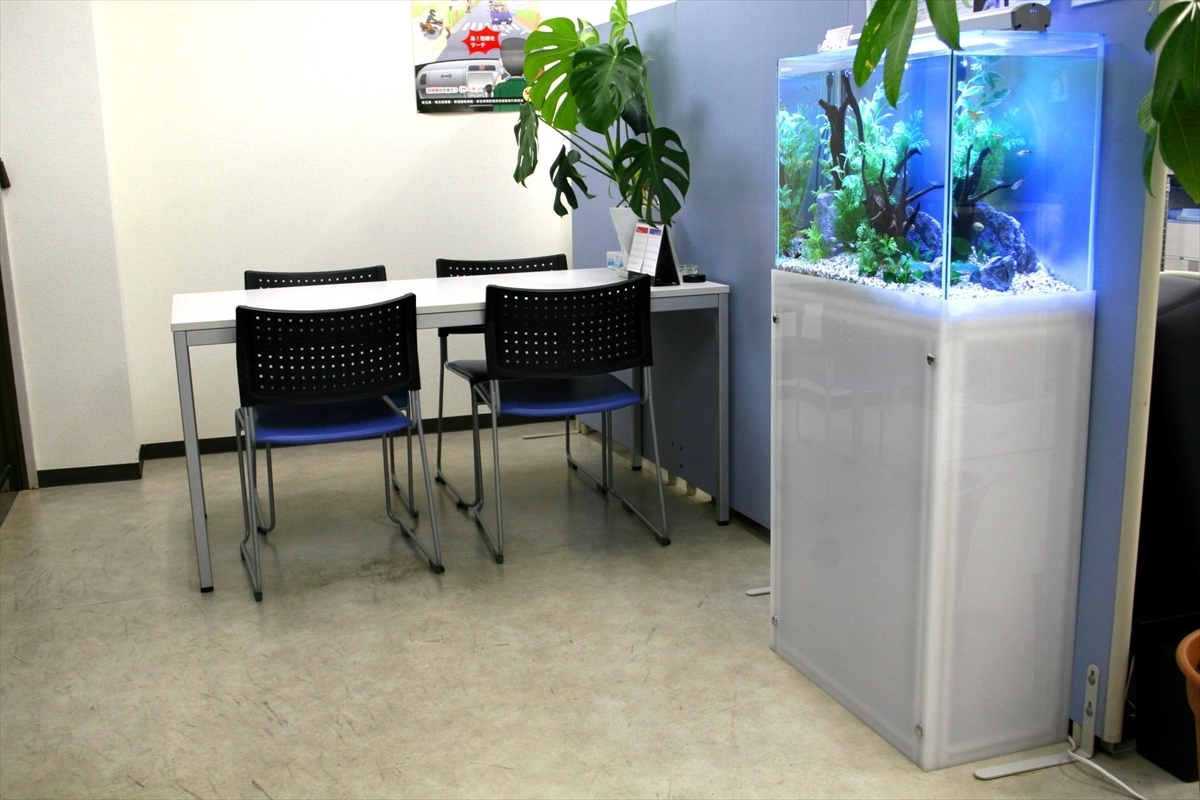 熱帯魚水槽　導入例