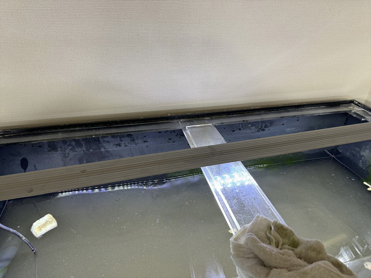 アロワナ水槽　掃除