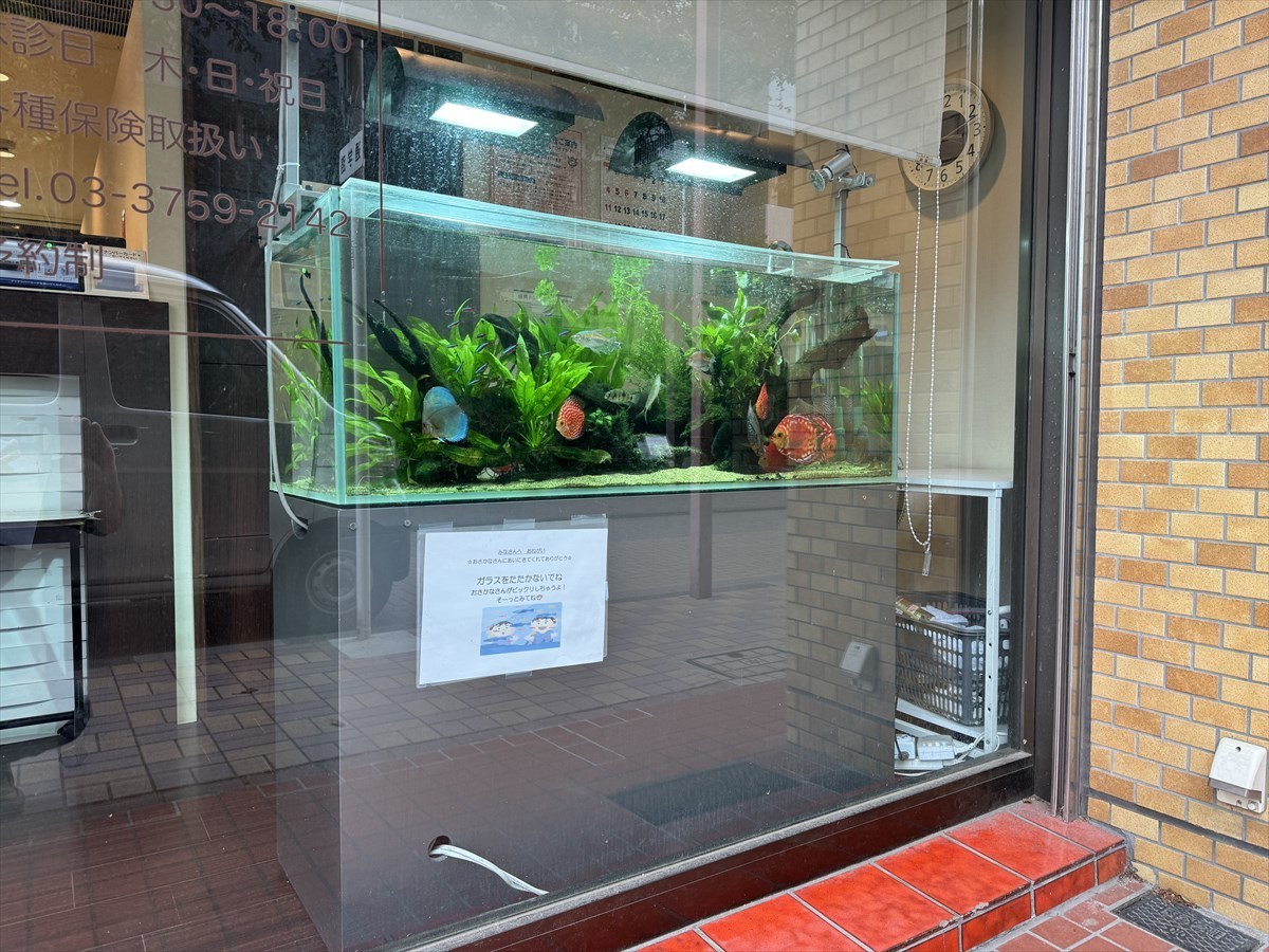 熱帯魚水槽　レンタル