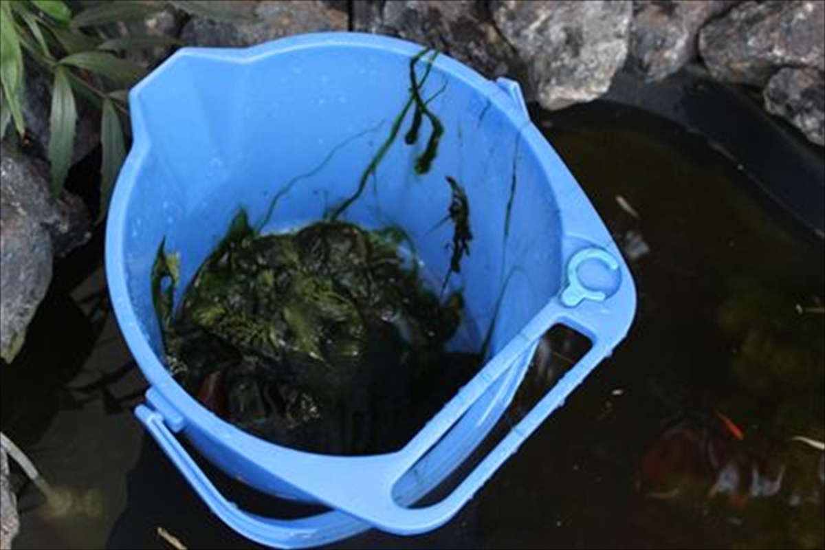 池　掃除前　アオコ