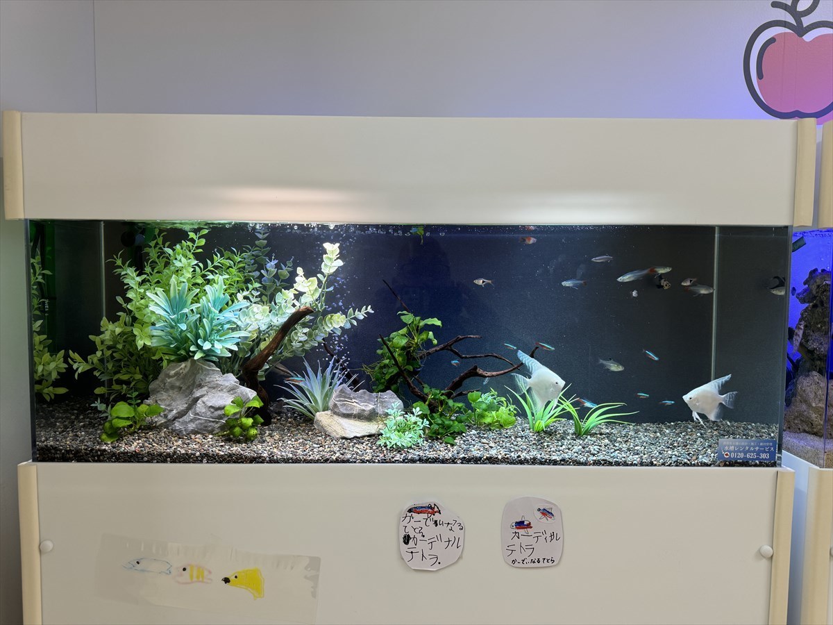 熱帯魚水槽　レンタル
