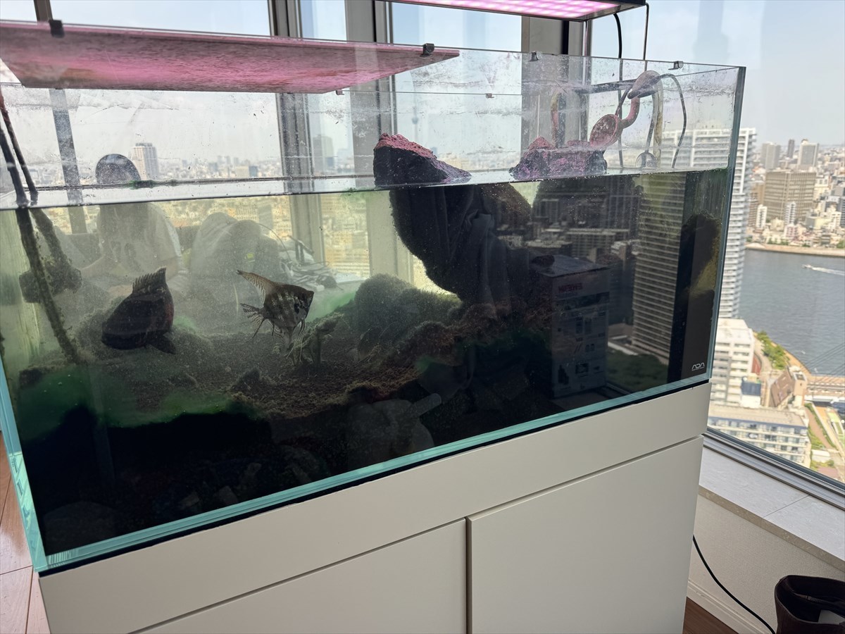 ガラス水槽　出張掃除