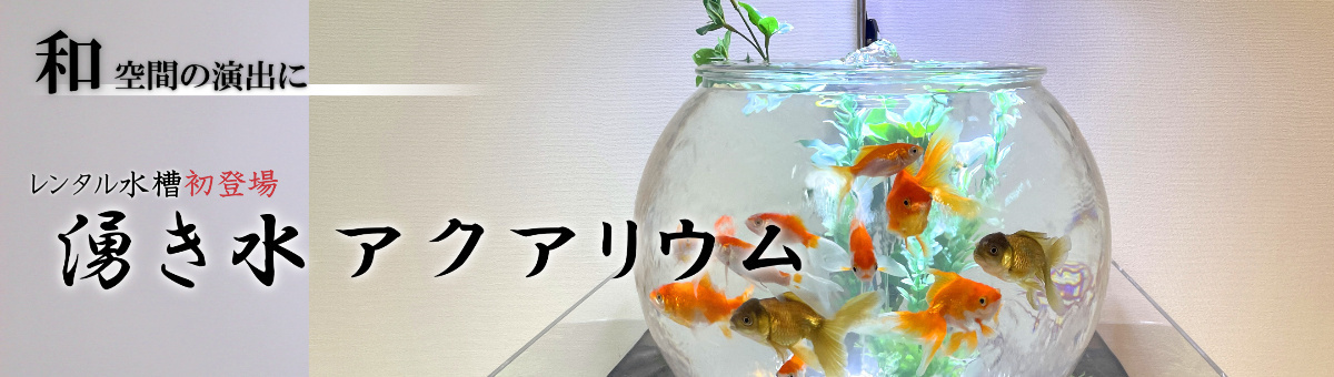 湧き水アクアリウム　レンタル水槽