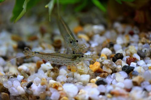 選べる魚カタログ 水槽レンタルサービス