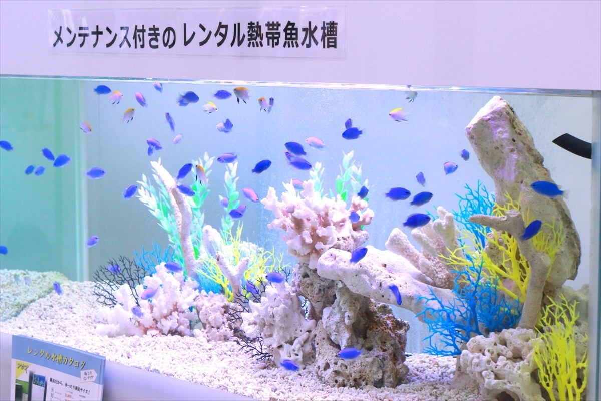 東京ビックサイト　海水魚