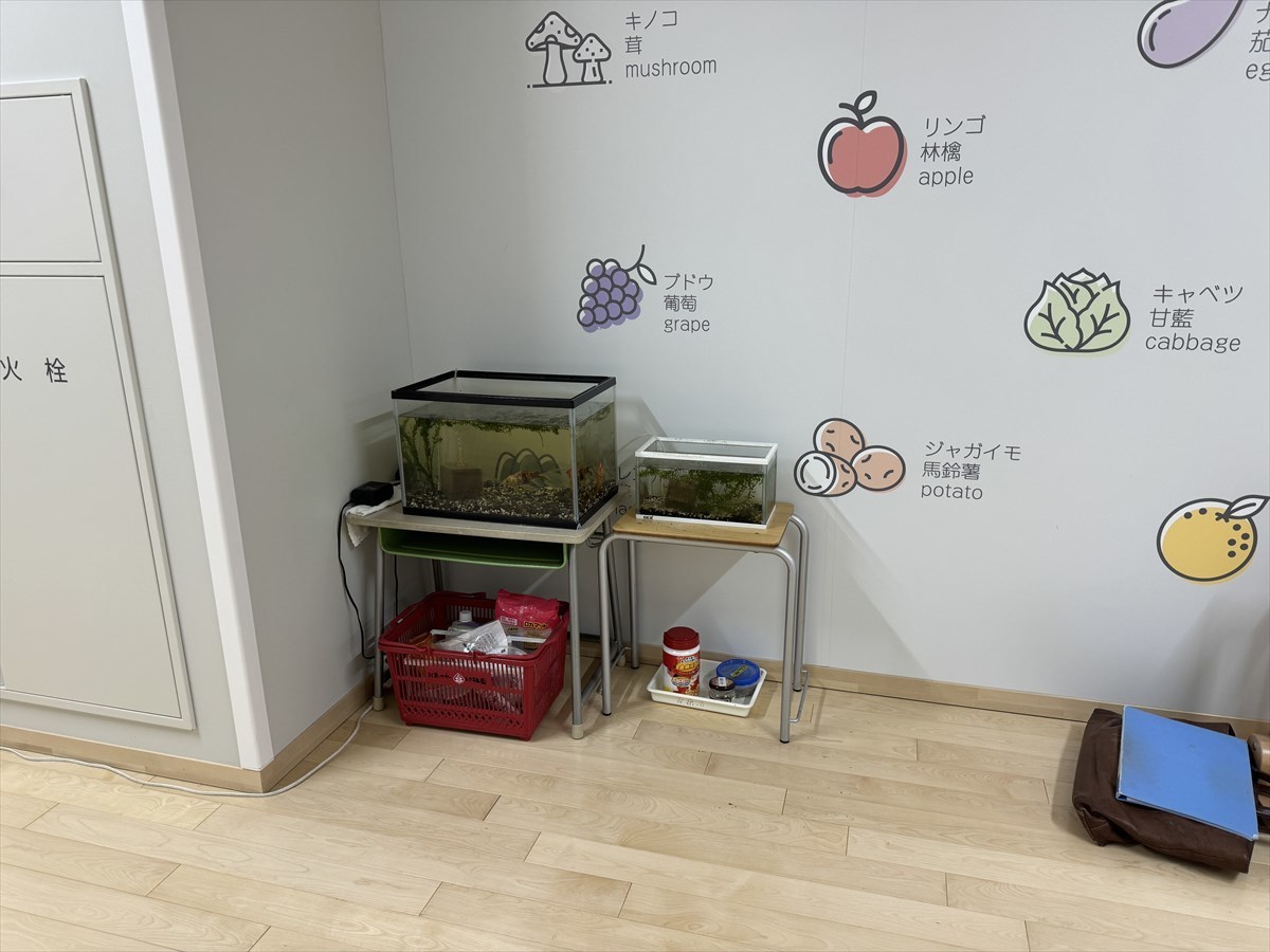 幼稚園　水槽