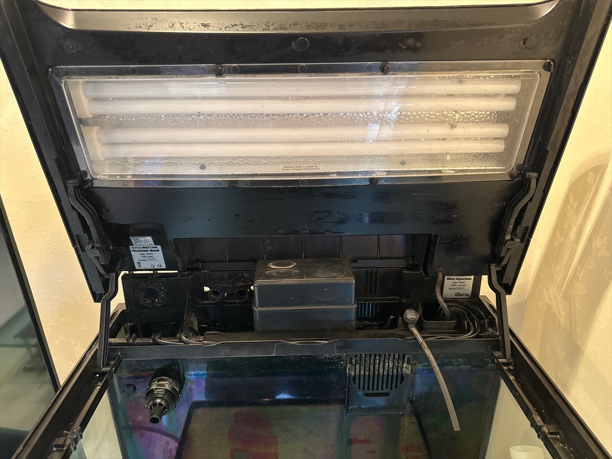 レッドシーマックス水槽　掃除後
