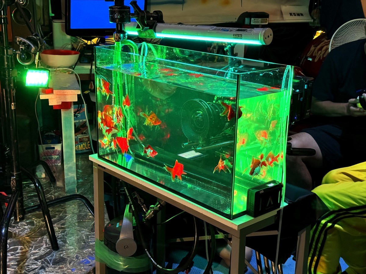 クリーピーナッツ　金魚