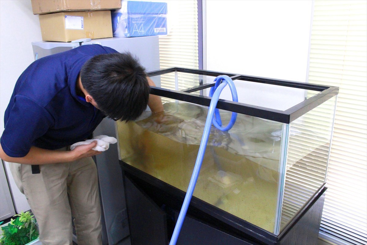 水槽　プロの掃除