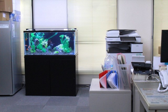 オフィス　金魚水槽