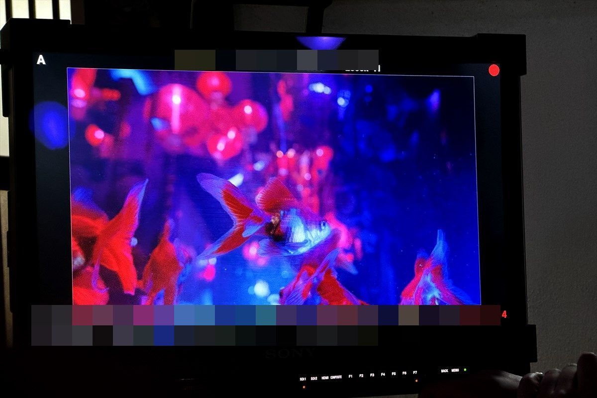 金魚　撮影用水槽
