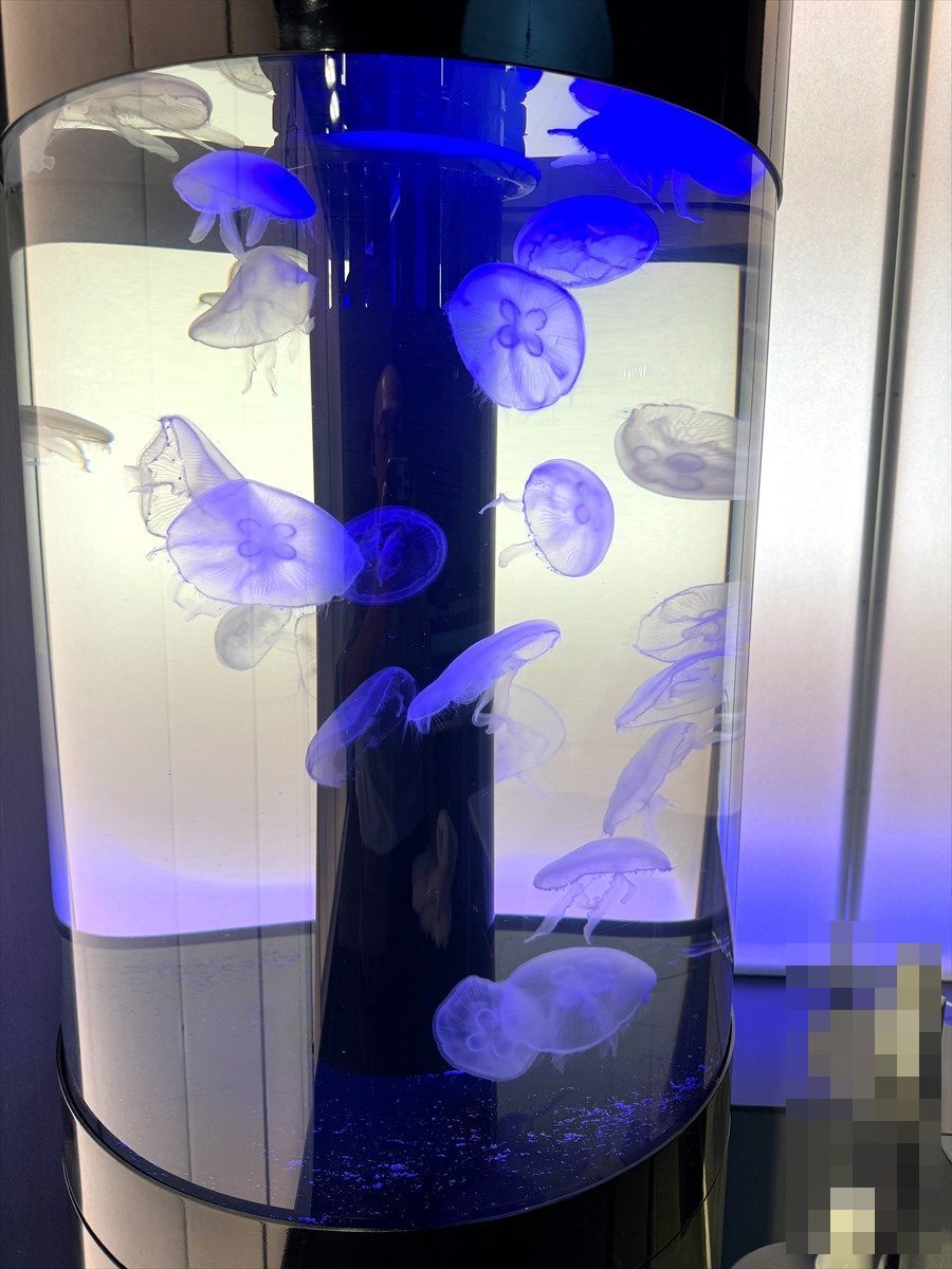 クラゲ水槽　レンタル