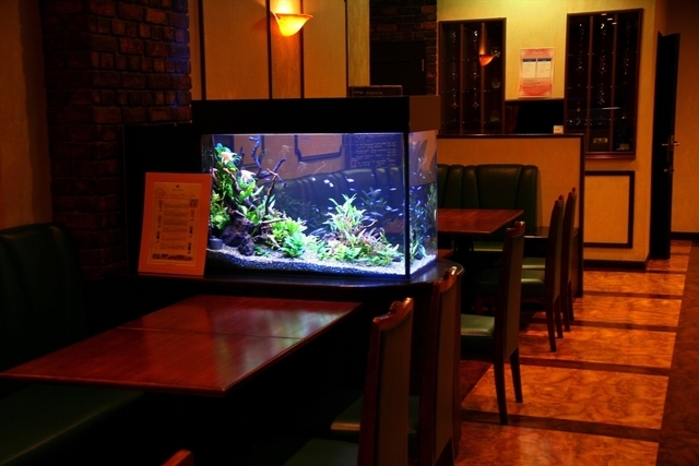 90センチ水槽　熱帯魚