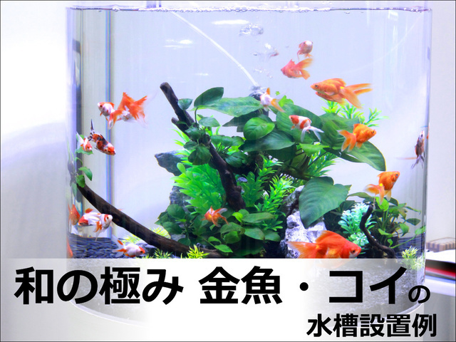 和金魚　レンタル水槽