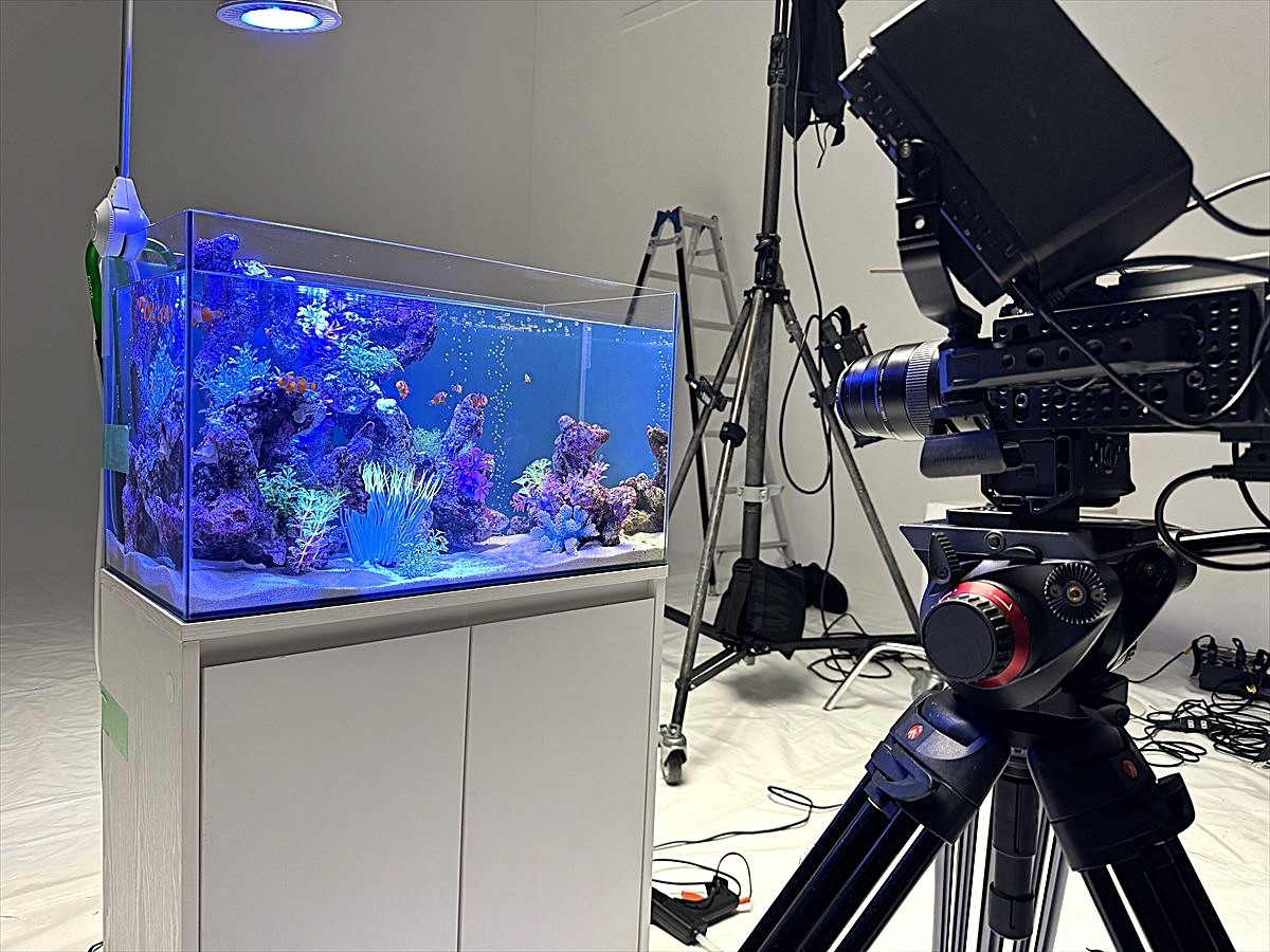 スタジオ　海水魚撮影用水槽